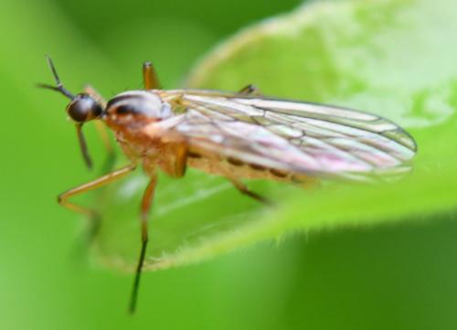 Empis trigramma